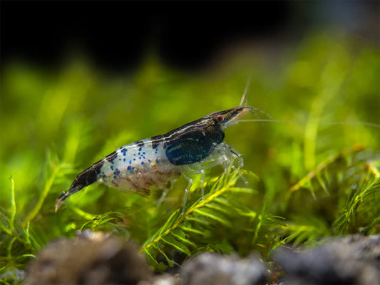 Crevette Rili Noire (Neocaridina Davidi)