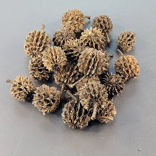 Pods de Casuarina (20x)