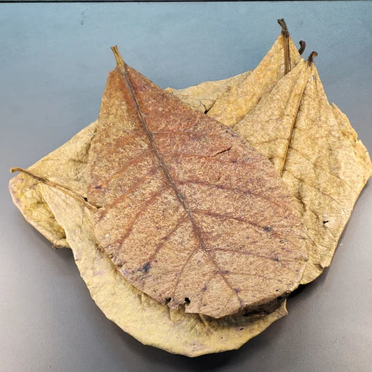 Feuille de Catappa - 1.5 oz