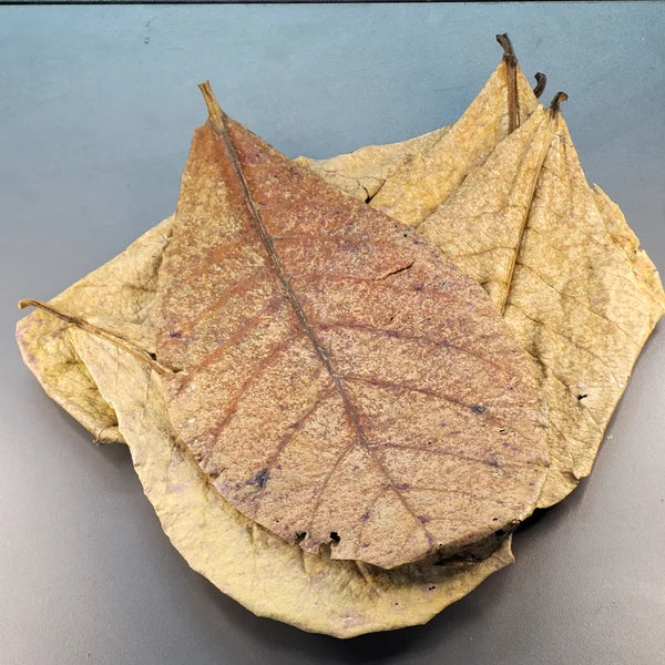 Feuille de Catappa - 0.5 oz