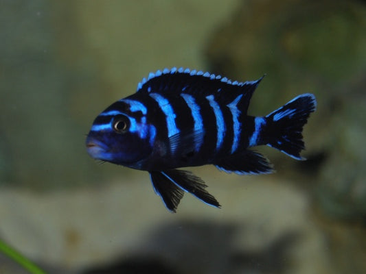 Chindongo Demasoni