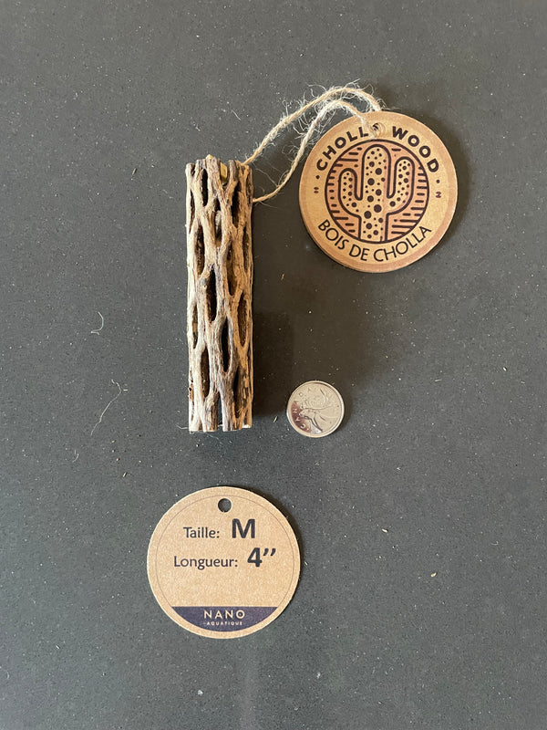 Bois de Cholla - Medium - 4­­­''
