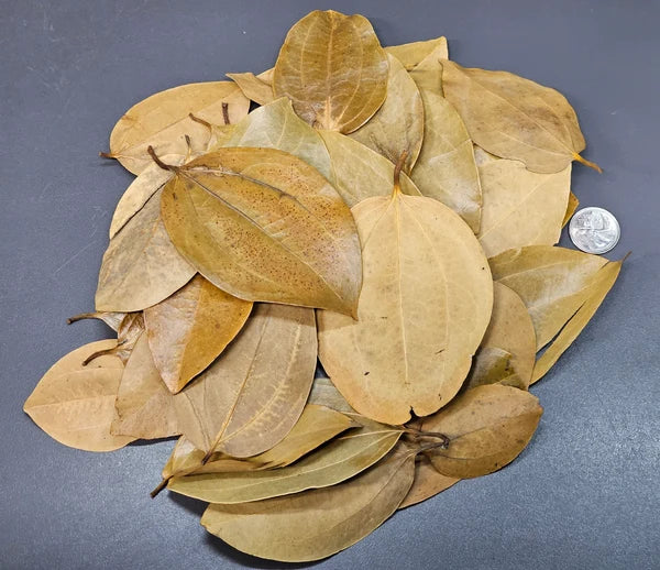 Feuilles de Cannelles - 1.5 oz