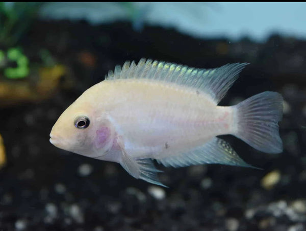 Condamné (Amatitlania Nigrofasciata)
