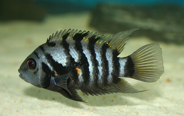 Condamné (Amatitlania Nigrofasciata)