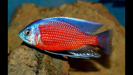 Copadichromis Borleyi