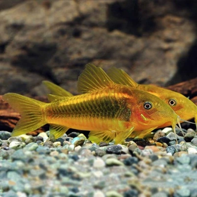 Corydoras Laser Orange (Corydoras Aeneus sp. CW010)