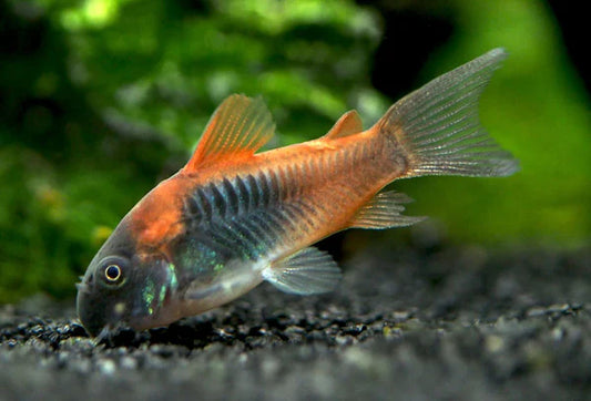 Corydoras Vénézuélien Orange (Corydoras Concolor)