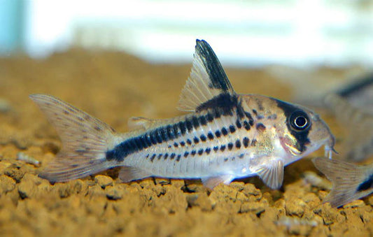 Corydoras de Decker (Corydoras Loxozonus)