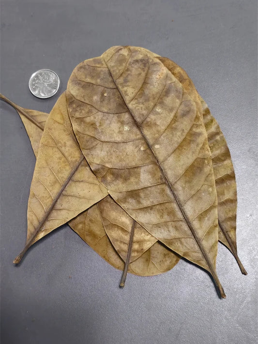 Feuille de Cashew - 0.5 oz