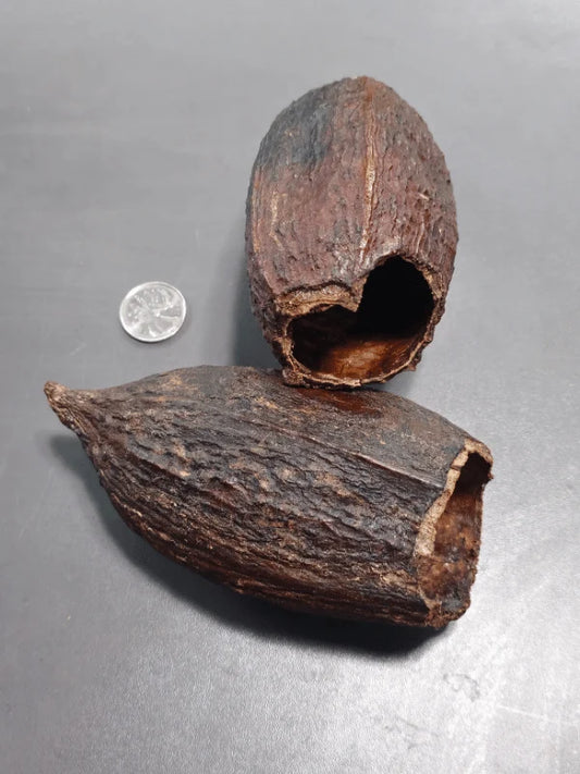 Pods de Cacao (2x)