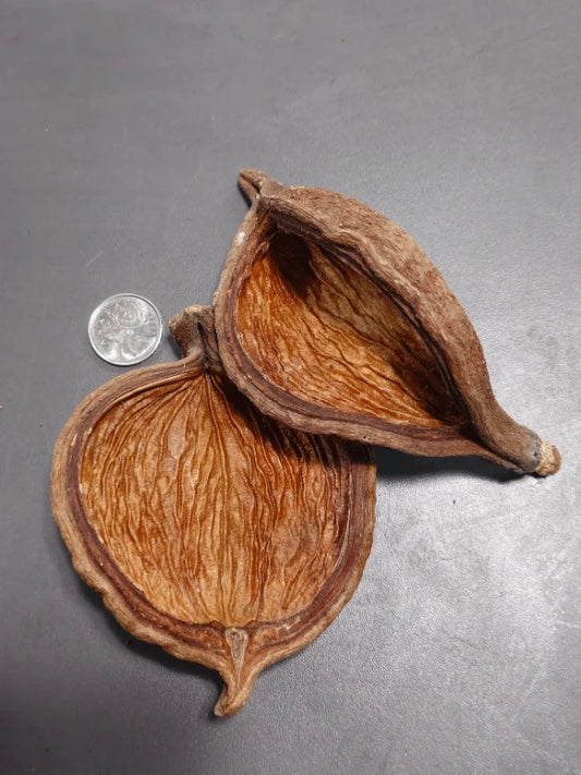 Pods de Sterculia (2x)