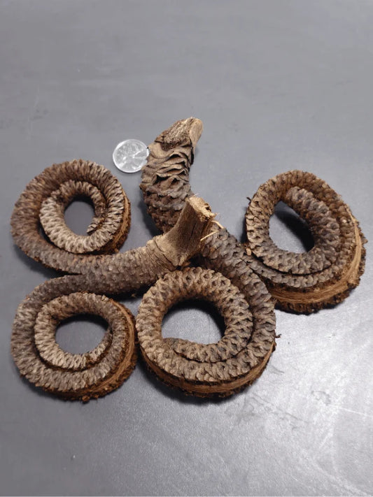 Pods de Rams Horn (2x)
