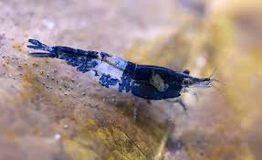 Crevette Rili Bleu (Neocaridina Davidi)