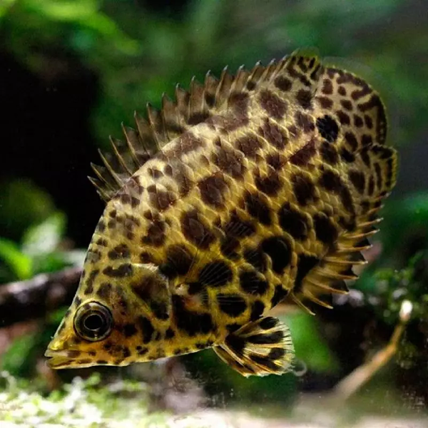 Cténopoma Léopard (Ctenopoma Acutirostre)