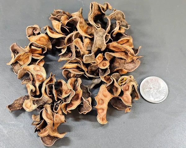 Pods Frisés - 0.5 oz