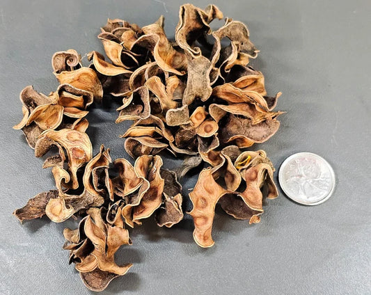 Pods Frisés - 0.5 oz