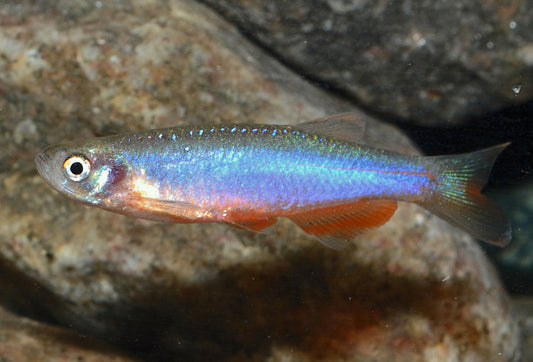 Danio Rose (Brachydanio Rosea)