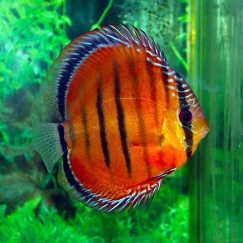 Discus Alenquer (Symphysodon Aequifasciatus)