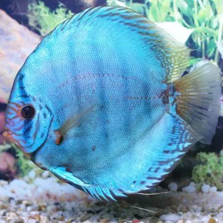 Discus Bleu Cobalt (Symphysodon Aequifasciatus)