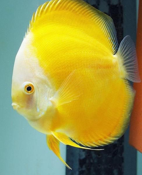 Discus Jaune Melon (Symphysodon Aequifasciatus)