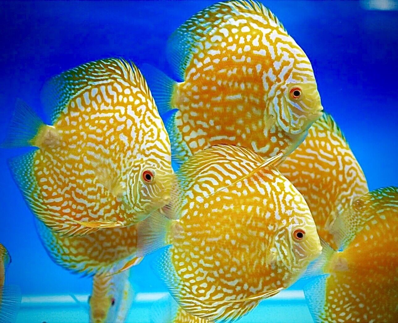 Discus Jaune Pigeon (Symphysodon Aequifasciatus)