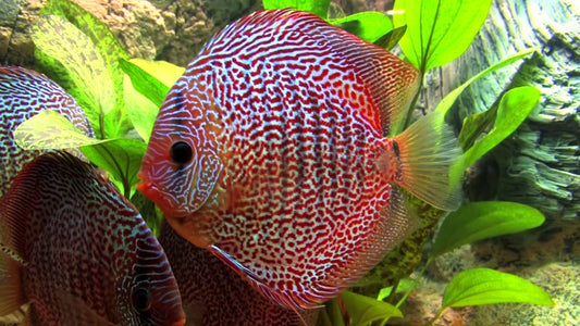 Discus Peau De Serpent (Symphysodon Aequifasciatus)