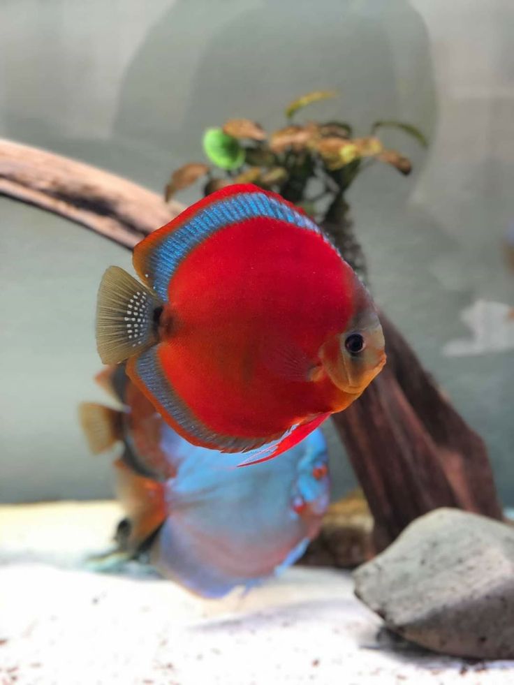 Discus Rose Rouge (Symphysodon Aequifasciatus)