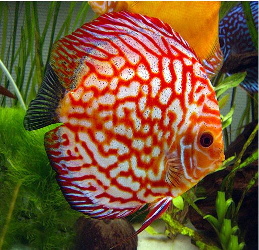 Discus Rouge Pigeon (Symphysodon Aequifasciatus)
