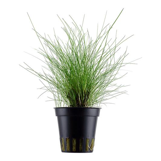 Eleocharis parvula