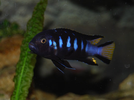 Elongatus Chewere (Chindongo Sp. Elongatus "Chewere")
