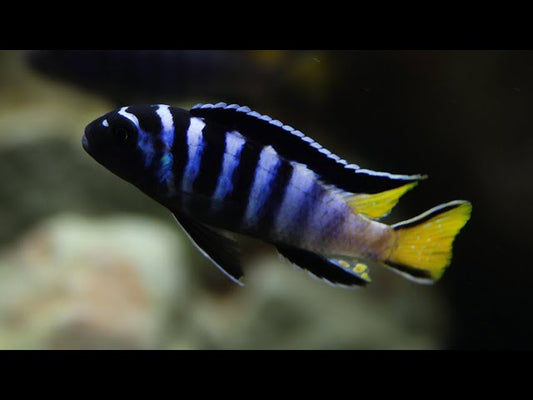 Elongatus Mpanga (Chindongo Sp. Elongatus "Mpanga")