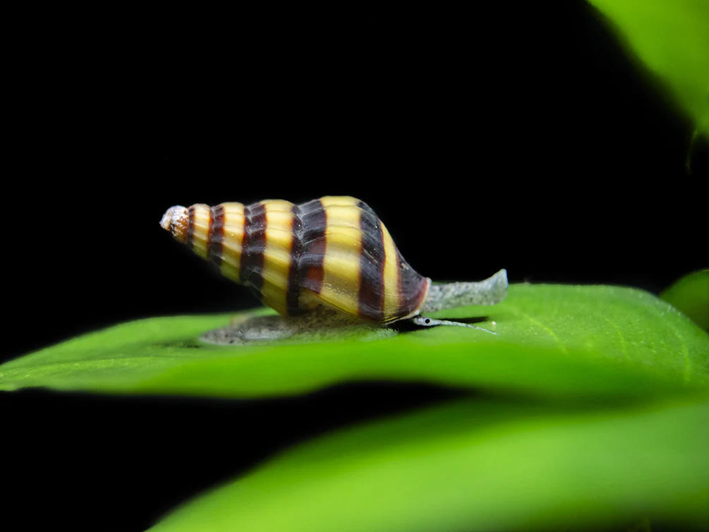 Escargot Assassin (Clea Helena)
