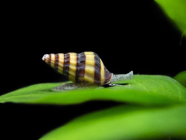 Escargot Assassin (Clea Helena)