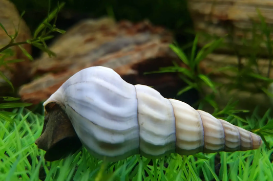 Escargot Hercule Blanc (Brotia Herculea)