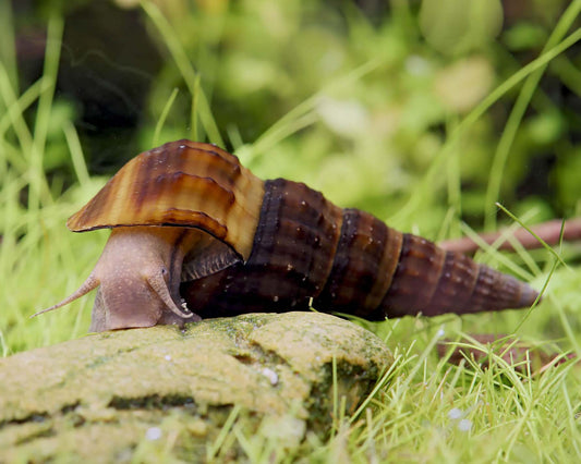 Escargot Hercule (Brotia Herculea)