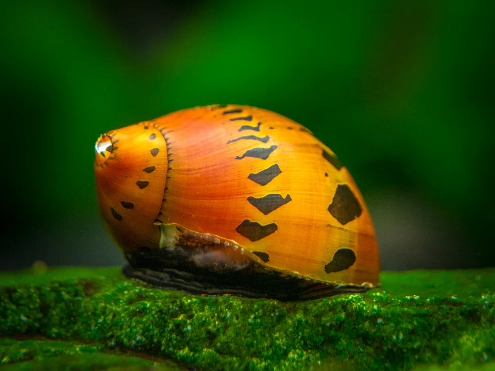 Escargot Nérite Arc-en-ciel Tigré (Vittina Waigiensis)