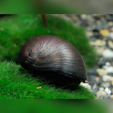 Escargot Nérite Sombre (Neritina Pulligera)