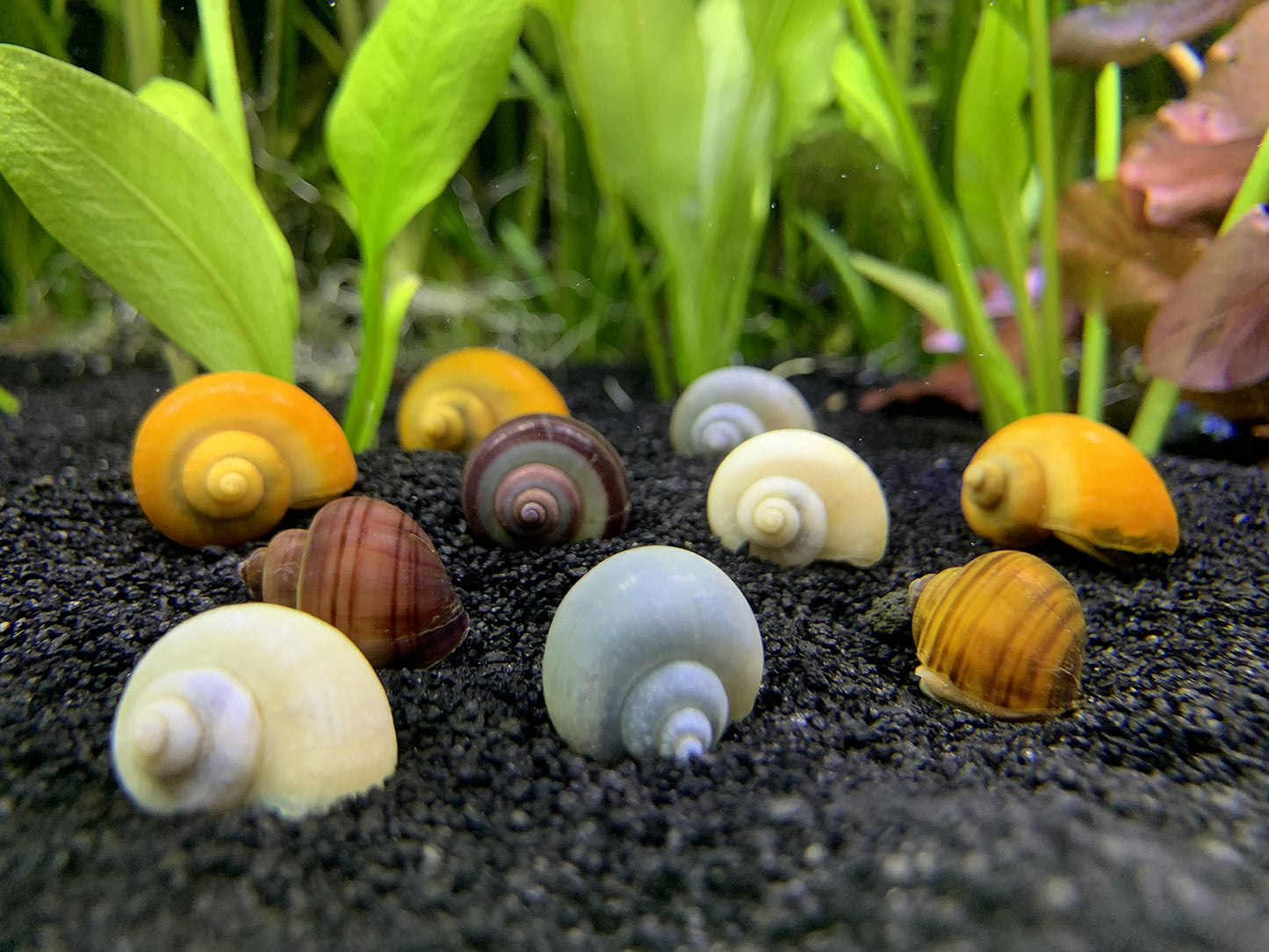 Escargot Pomme Mystère (Pomacea Bridgesii)