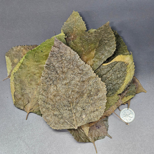 Feuilles de Mûrier - 0.5 oz