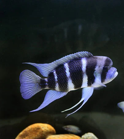 Frontosa Burundi (Cyphotilapia Frontosa Sp. "Burundi")
