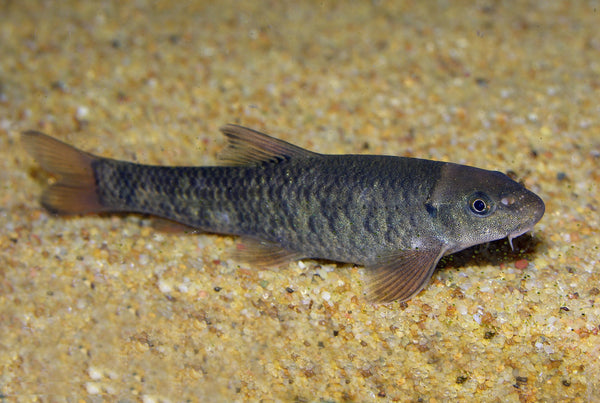 Garra Docteur (Garra Rufa)