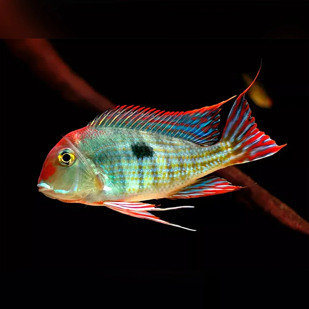 Geophagus Tapajos
