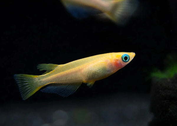 Poisson-de-Riz Orange (Oryzias Latipes)