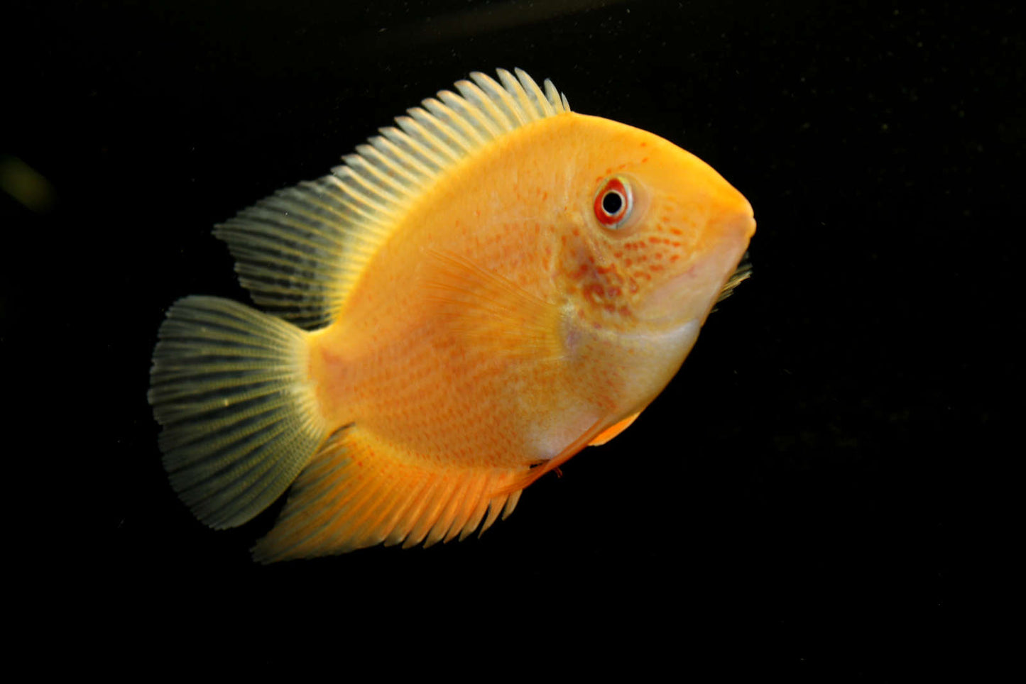 Severum Doré (Heros Efasciatus)