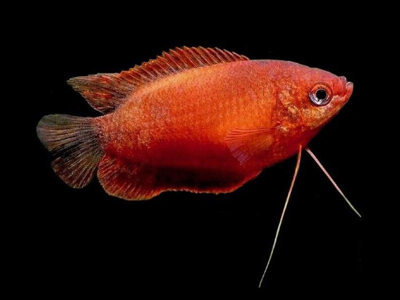 Gourami Nain Rouge (Trichogaster Chuna)