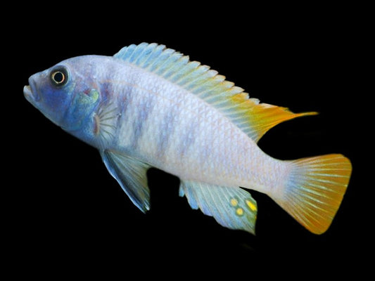 Greshakei (Maylandia Greshakei)