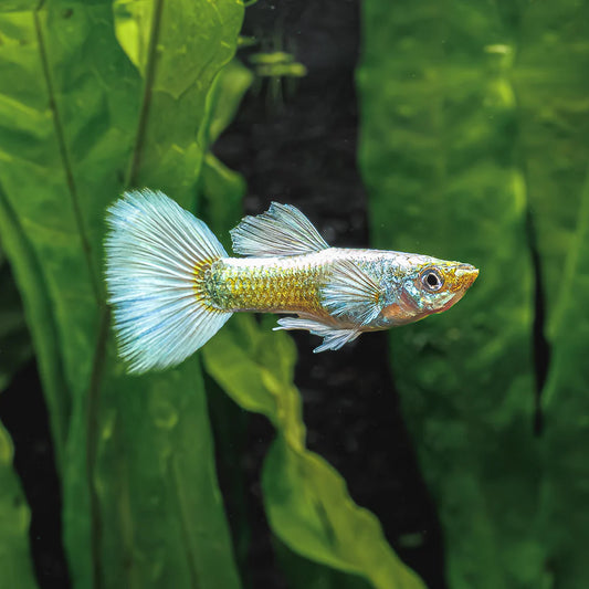 Guppy Blanc (Poecillia Reticulata)