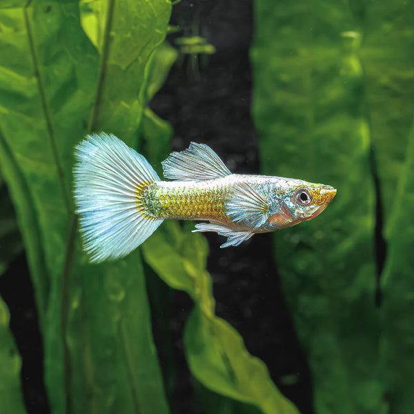 Guppy Blanc (Poecillia Reticulata)