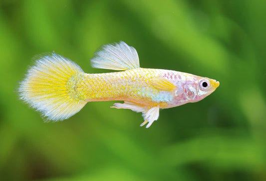 Guppy Jaune Platinum (Poecillia Reticulata)